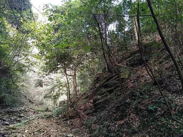逃离橡子树种植地